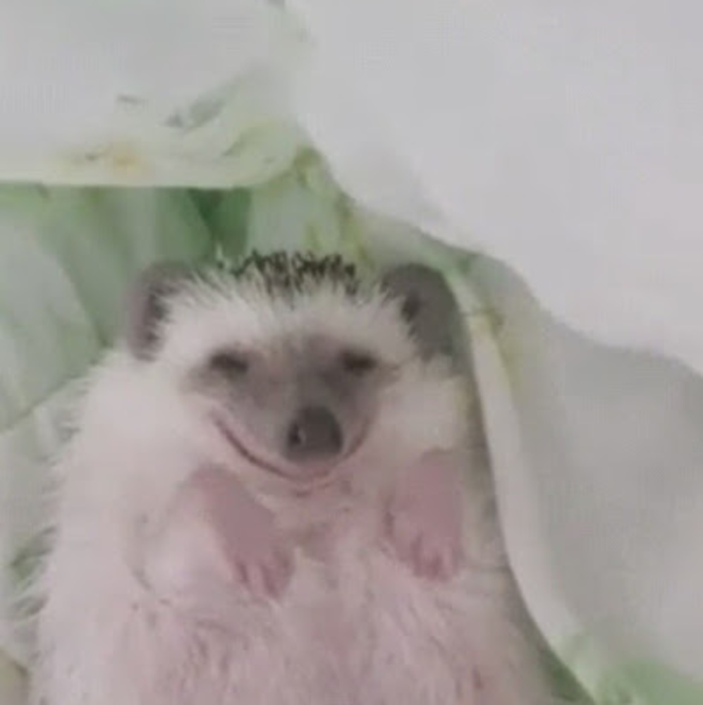 Meet your Posher, Brenlee